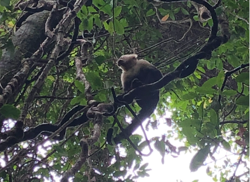 mono manuel antonio