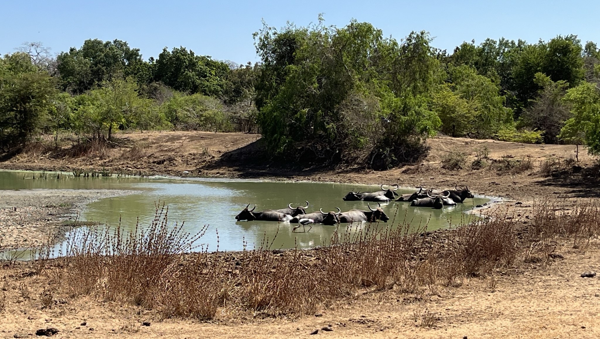 Bufalos de agua en Parque Nacional Yala