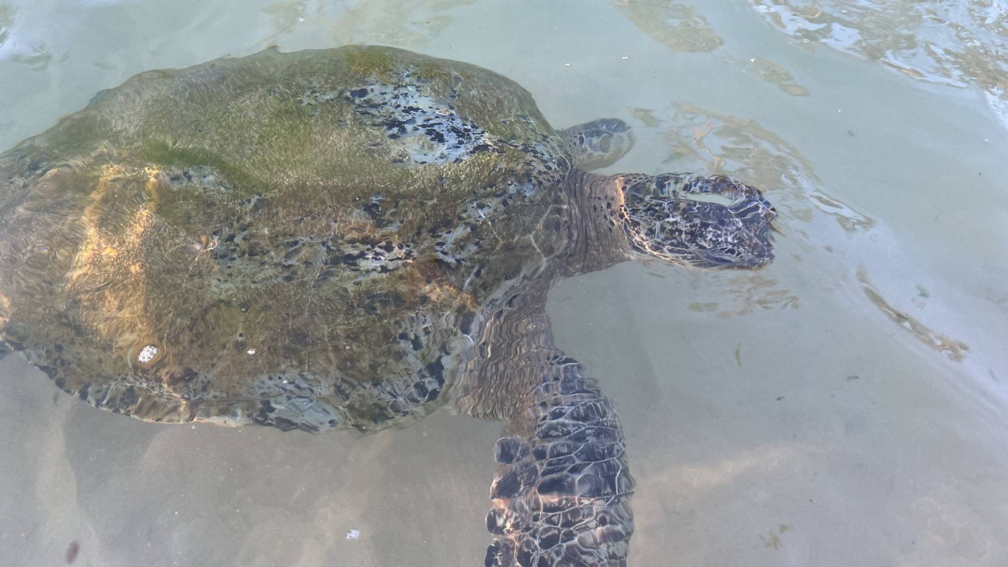 Tortugas en Dalawella Beach