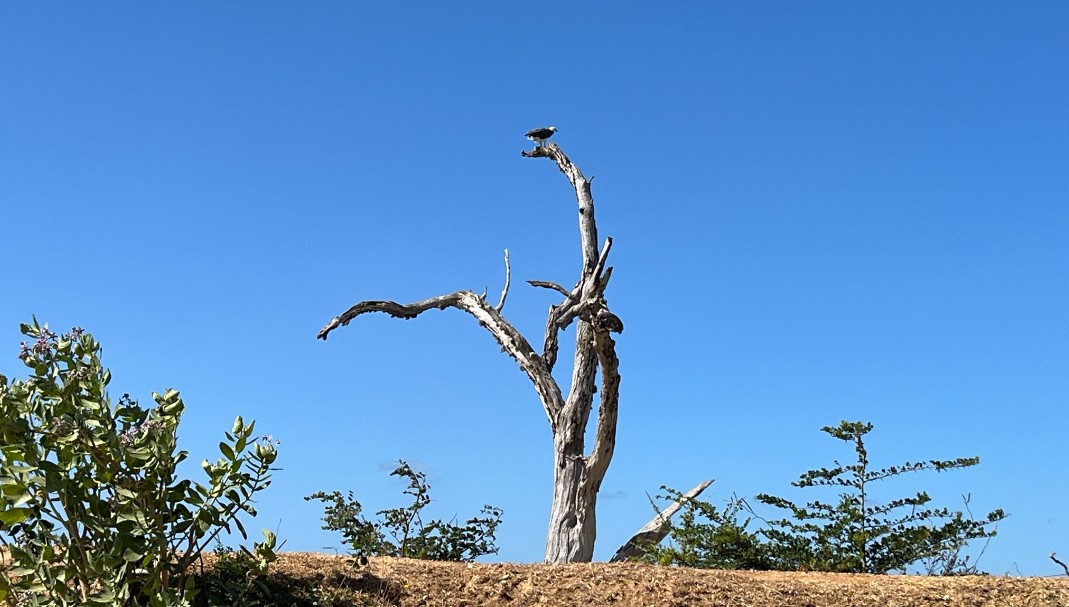 Ave del Parque Nacional de Yala