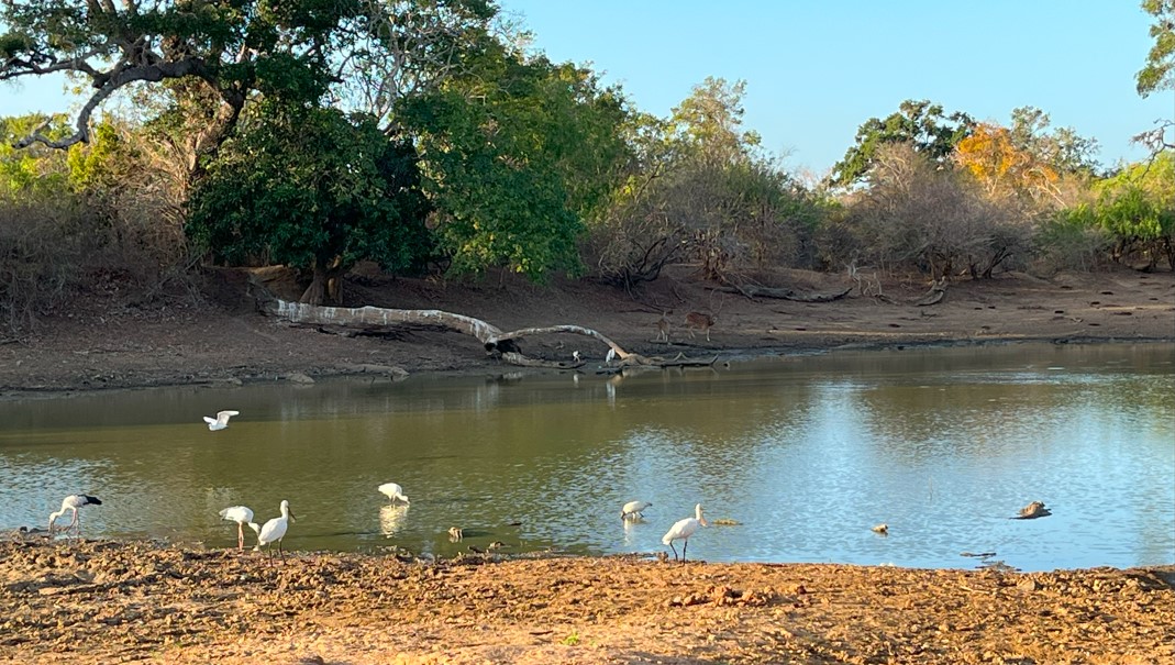 Aves, ciervos y cocodrilos en el Parque Nacional de Yala