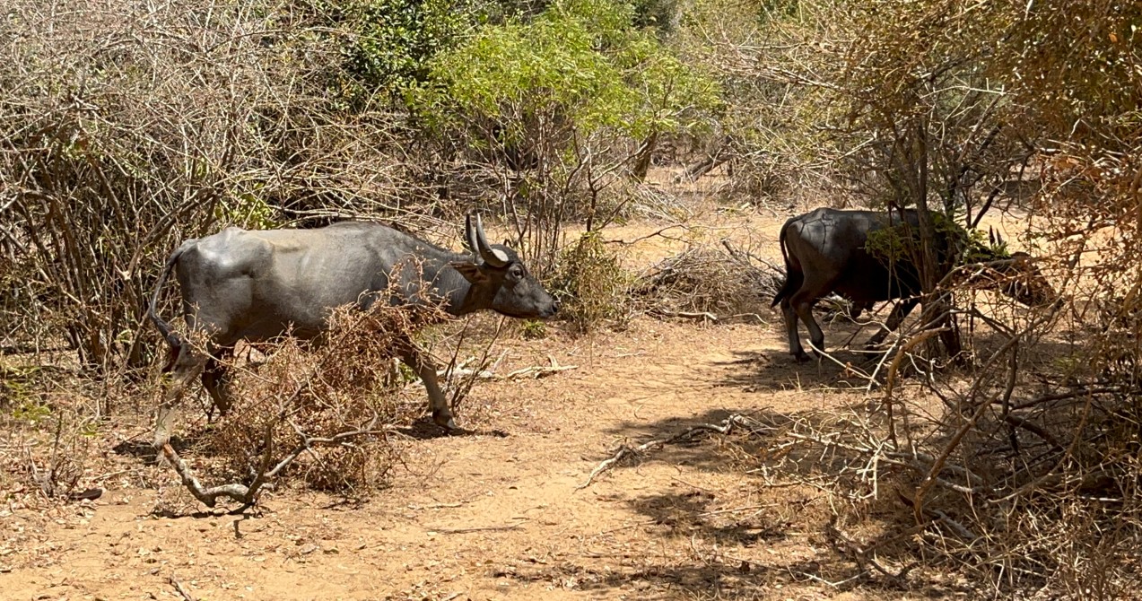 Bufalos caminando en el Parque Nacional de Yala