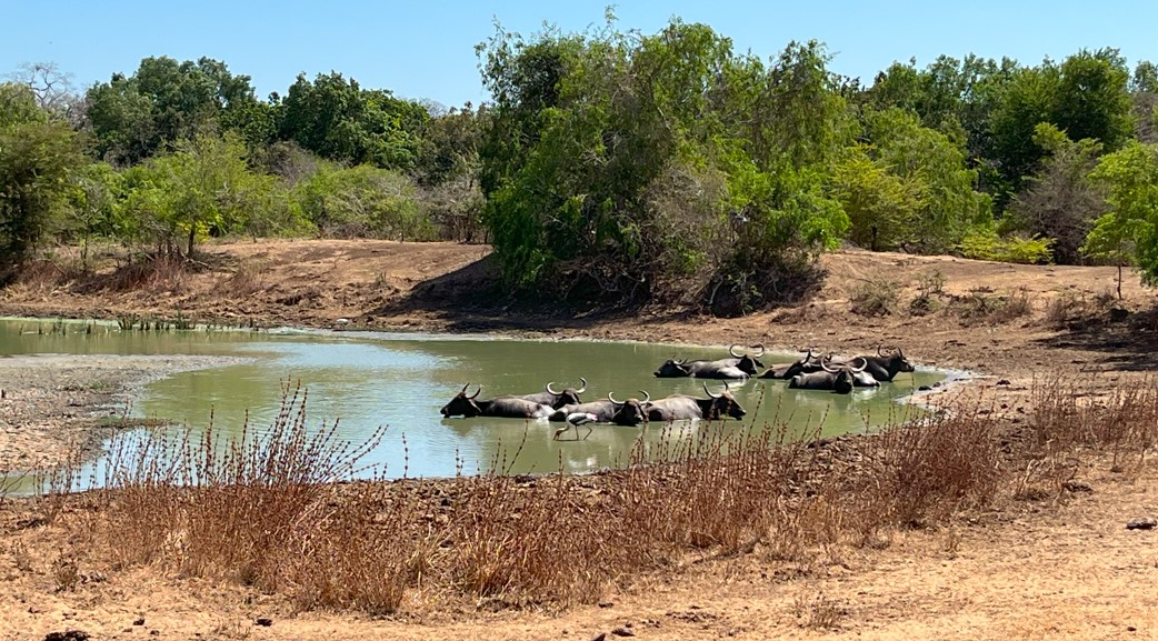 Bufalos en el Parque Nacional de Yala