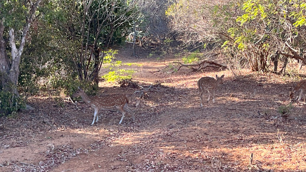 Ciervos en el Parque Nacional de Yala