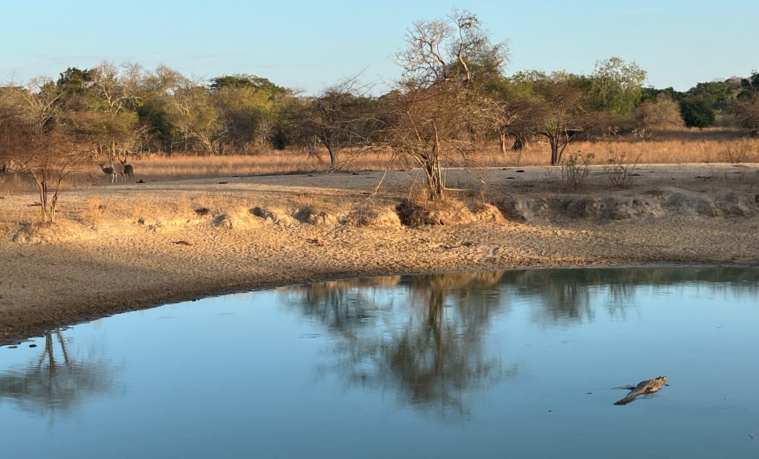 Cocodrilo y ciervos en Parque Nacional de Yala