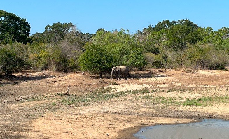 Elefante en el Parque Nacional de Yala