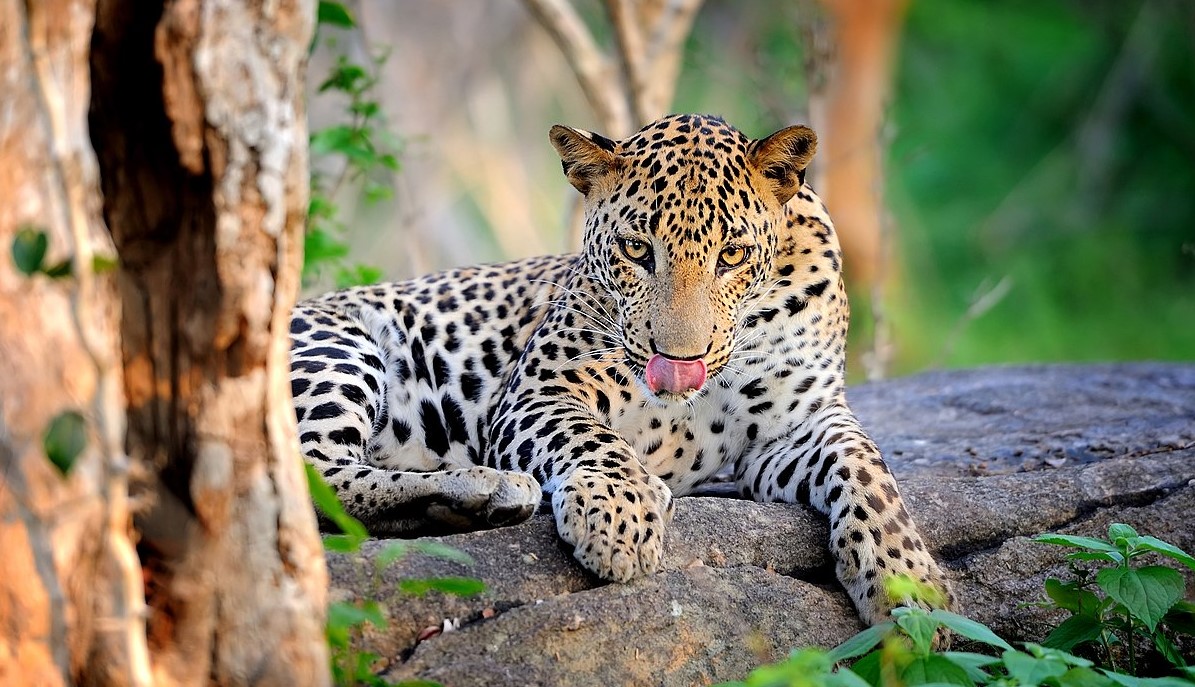 Leopardo en Parque Nacional de Yala