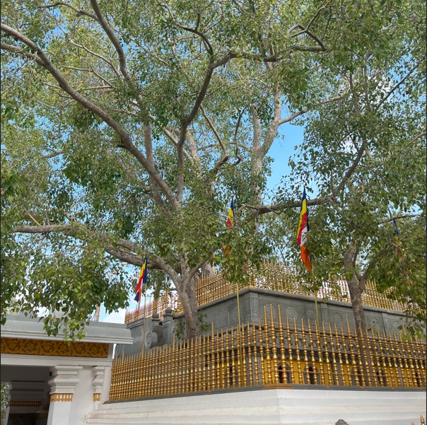 Sri Maha Bodi Anuradhapura