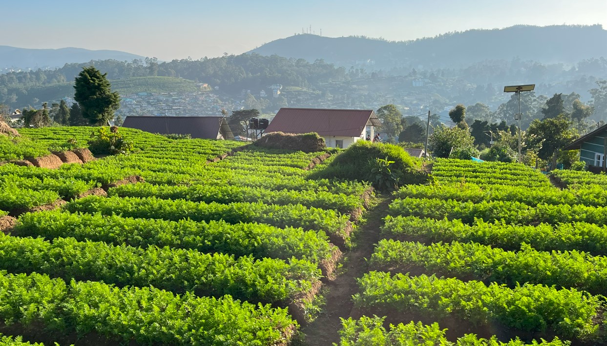 Tea Terrace Lover's Leap Nuwara Eliya