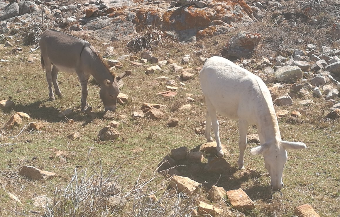 Burro comun y Burro blanco Asinara