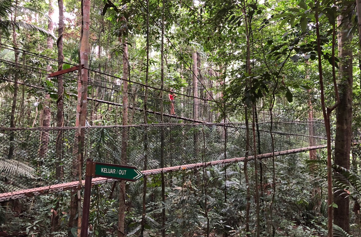 Canopy Walk Taman Negara