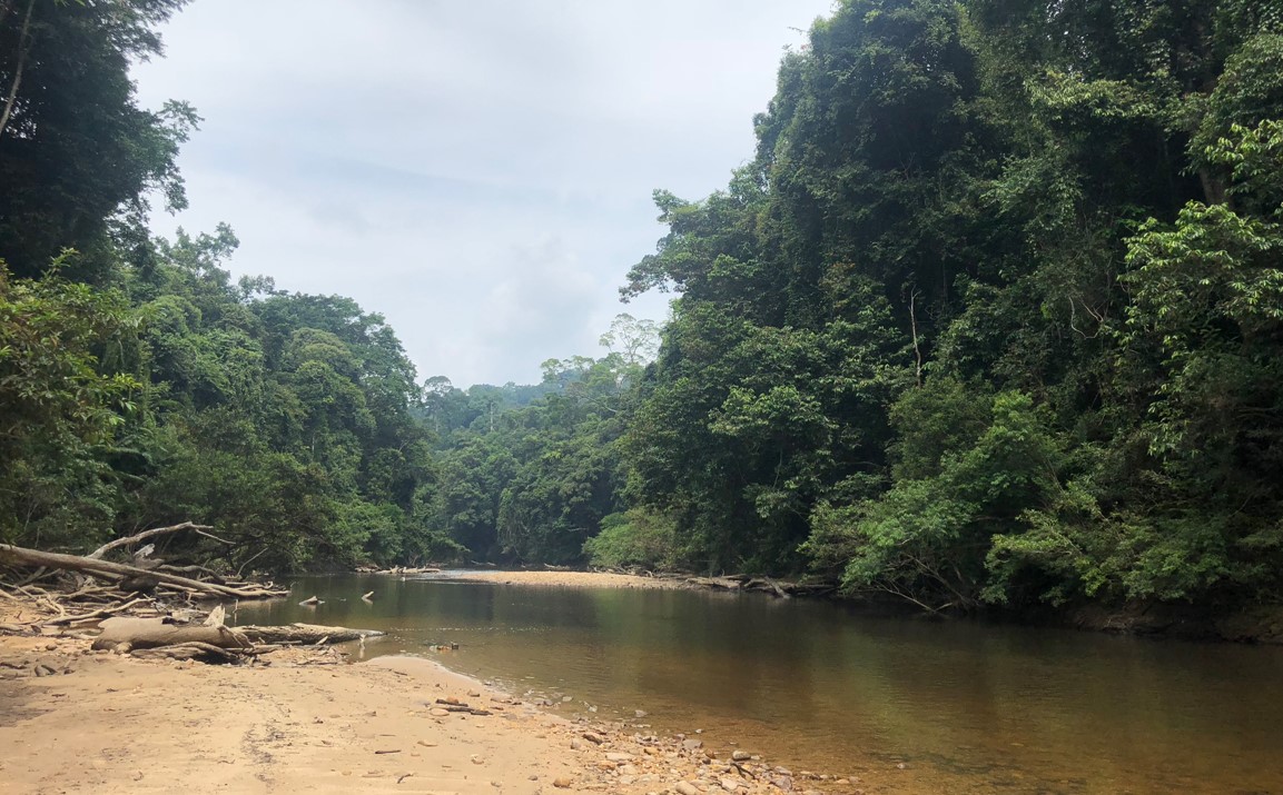 Rio Sungai Tembeling Taman Negara