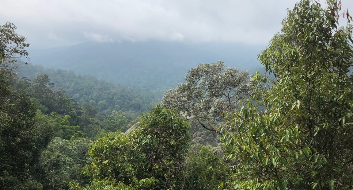 Selva en Taman Negara Malasia