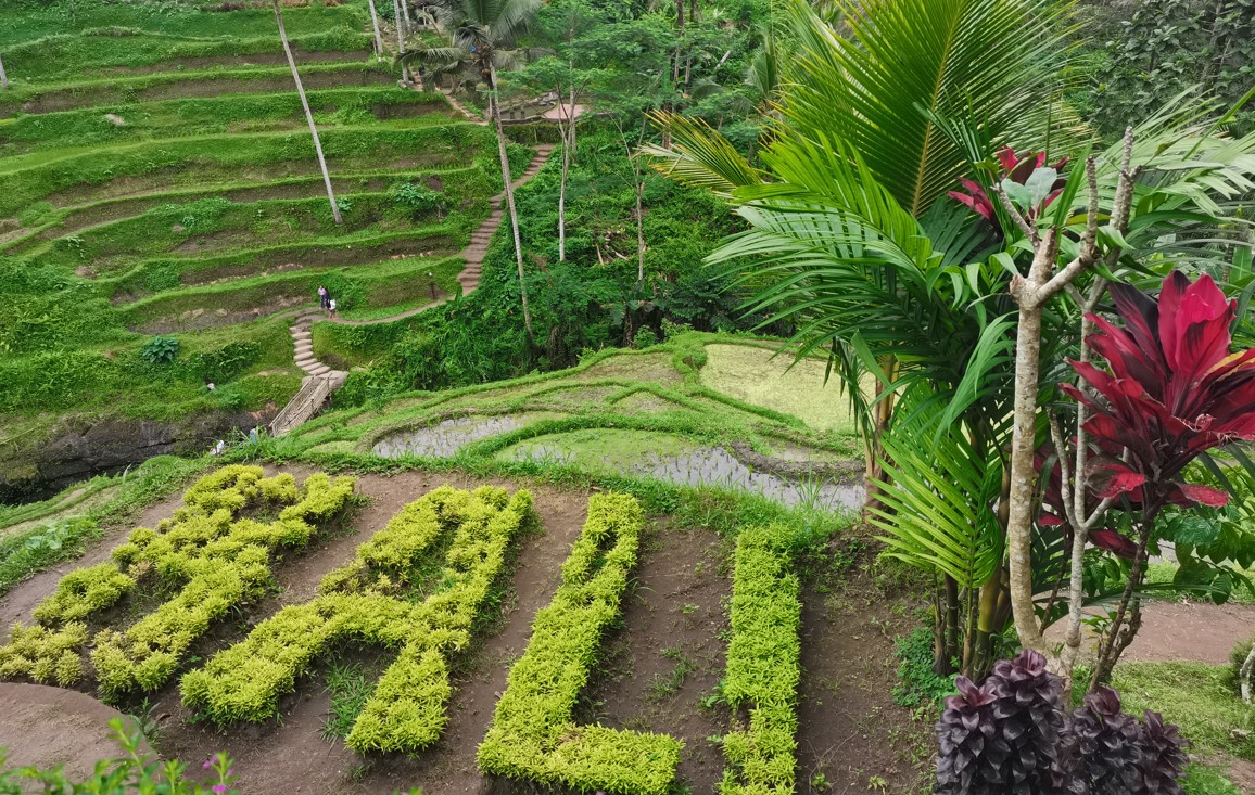 Arrozales Bali