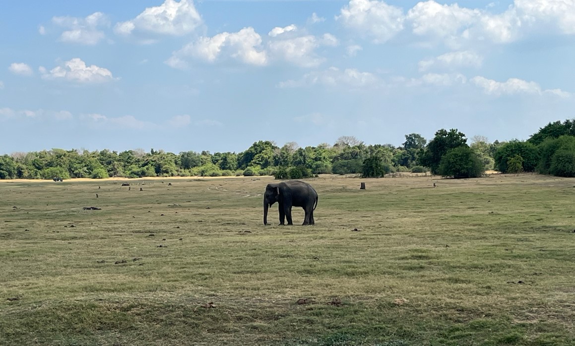 Elefante Kaudulla