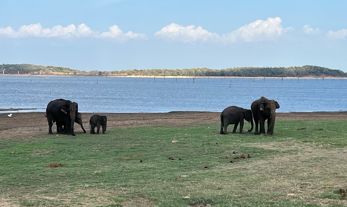 Embalse Kaudulla